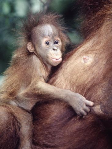 Sumatran Baby Orangutan, Pongo Pygmaeus, Indonesia Photographic Print