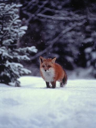 Snowy Fox