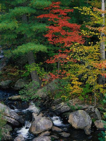 Fall Scenic, Acadia National Park, Maine LÃ¡mina fotogrÃ¡fica