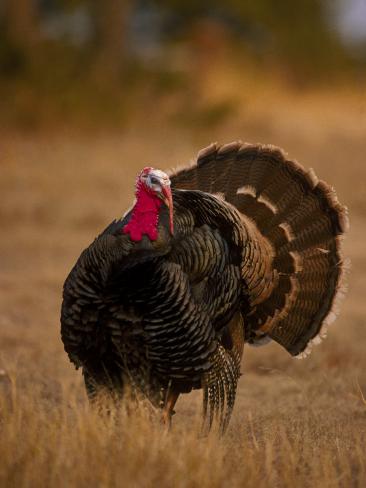 Rio Turkey