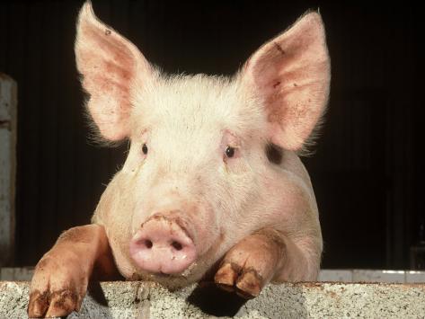 Yorkshire+Pig+Size ... Landrace Pig Peering Over Sty Wall, Yorkshire, UK Photographic Print