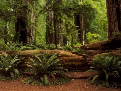 Dinosaur Forest