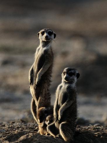 Suricates Stand Alert to Danger with Their Young at Their Feet Photographic