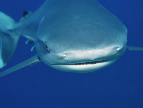 Silvertip Reef Shark