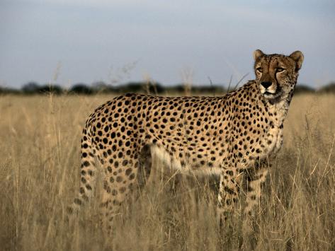 Cheetah field Cheetah field
