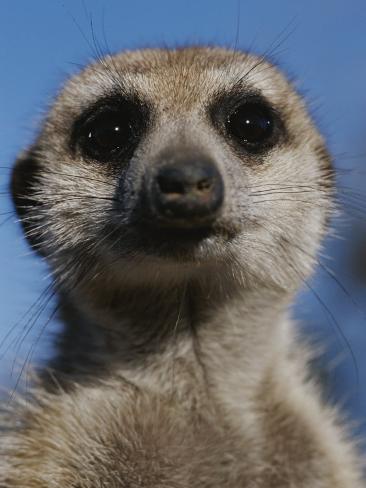 Close View of a Meerkat (Suricata Suricatta) Photographic Print by ...
Meerkat