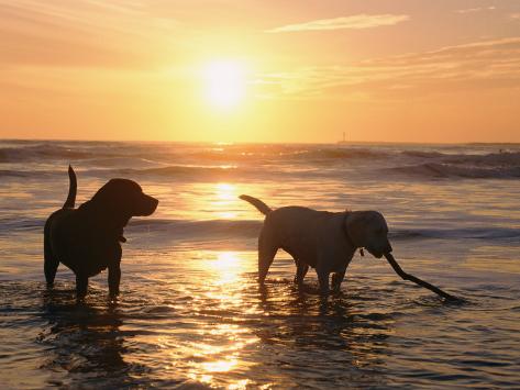 Labrador Retrievers Play in the Water at Sunset