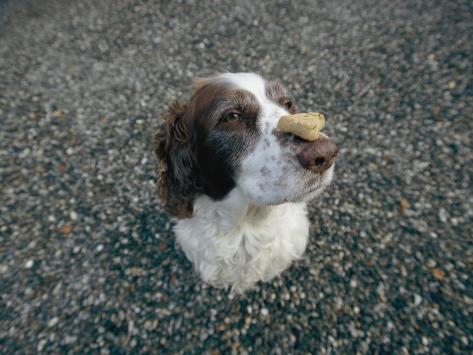 http://imgc.allpostersimages.com/images/P-473-488-90/26/2687/B8LUD00Z/posters/joel-sartore-the-head-of-a-dog-balancing-a-dog-biscuit-upon-its-nose.jpg