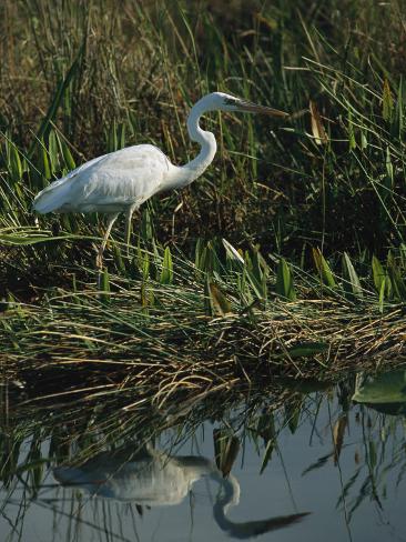 Marsh Reeds
