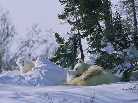 norbert-rosing-a-polar-bear-cub-peeks-from-a-snow-drift-as-mother-and-twin-cub-rest.jpg