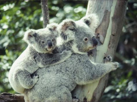 White Koala Bear