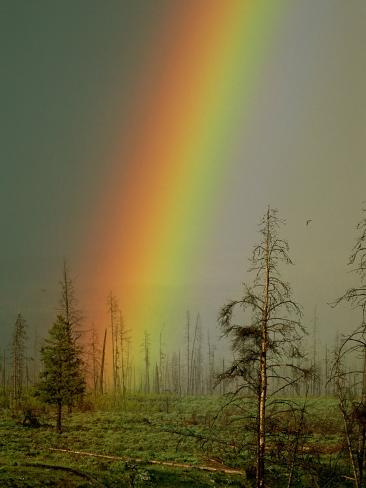 A Brilliantly Colored Rainbow Ends in a Barren Forest in the Madison River Valley Photographic Print