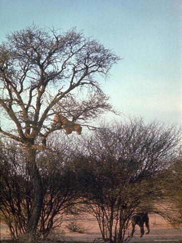 Leopard Chasing