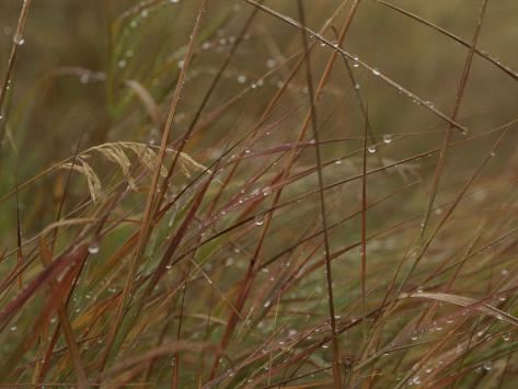 Dew Glistens on Grasses in the Mackenzie River Delta Photographic Print