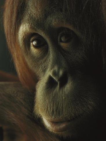 Orangutan Woman