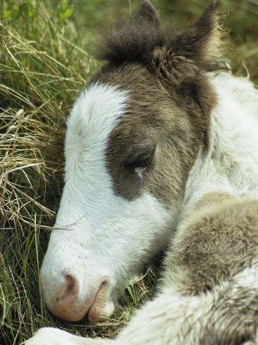 Asian Wild Foal
