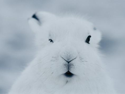 Arctic Hare pics, Arctic Hare s pictures, Arctic Hare photos and pictures, Picture of a Arctic Hare , High quality Arctic Hare pictures