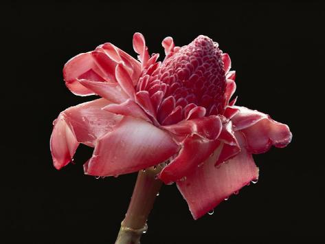 Dew Drops Glisten on a Beautiful Pink Torch Ginger Flower Photographic Print