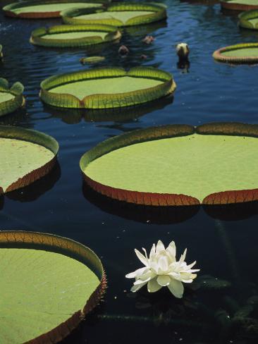 lily pad water float