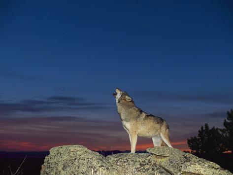 wolf print twilight