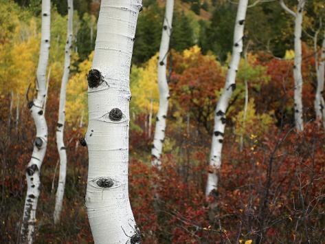 White Bark