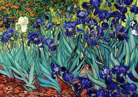 Irises, Saint-Remy, c.1889 Art Print