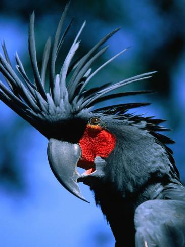 Black Cockatoo in Taman Burung Bali Bird Park, Batubulan, Indonesia 