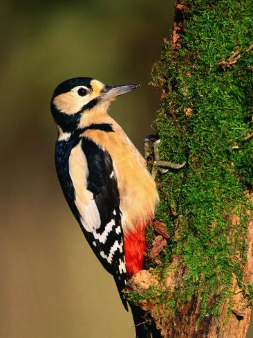 Animated Woodpecker