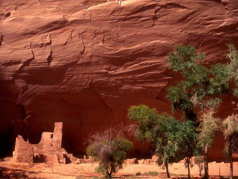 arizona cottonwood tree
