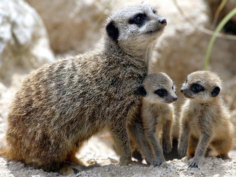 Jenny the Meerkat with Two of Her New Babies at London Zoo ...
Meerkat