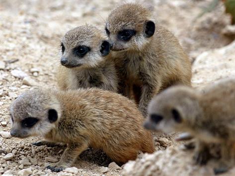 Jenny the Meerkat's Four New Babies Watch as She Stands at London Zoo ...
Meerkat