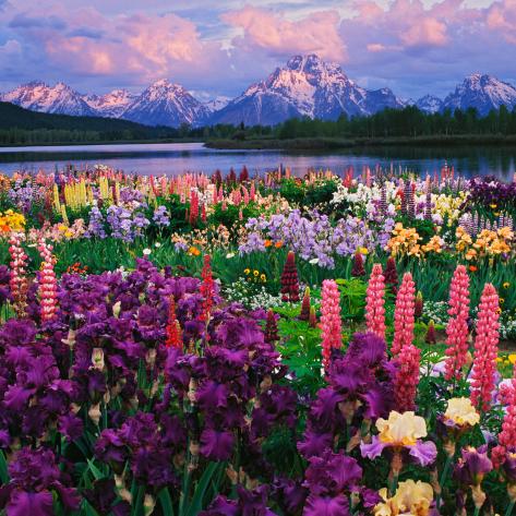 adam-jones-iris-and-lupine-garden-and-teton-range-at-oxbow-bend-wyoming-usa.jpg