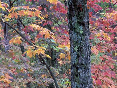 Forest Landscape and Fall Colors on Deciduous Trees, Lake Superior National Forest, Minnesota, USA Photographic Print