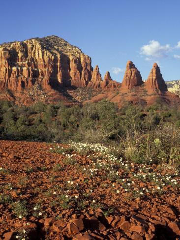 arizona spring flowers