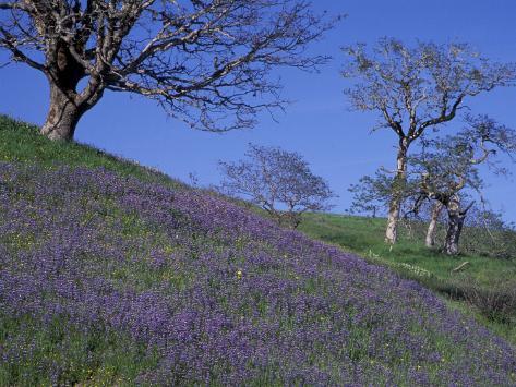 California Lupine
