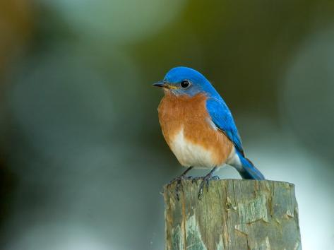male eastern bluebird on fence post florida usa male eastern bluebird on fence post florida usa
