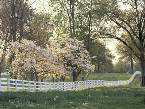 dogwood tree farm