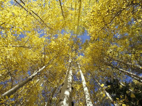 Fall-Colored Aspen Trees, Stevens Pass, Washington, USA Photographic Print