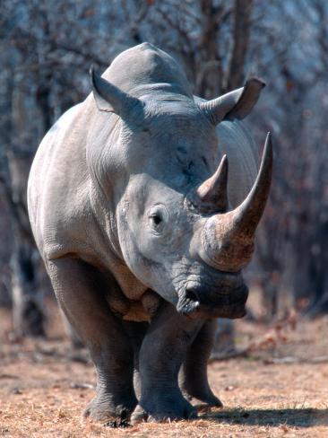White Square-Lipped Rhino, Namibia Photographic Print