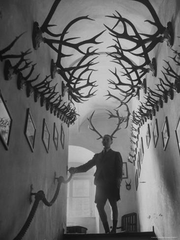 horns of deer