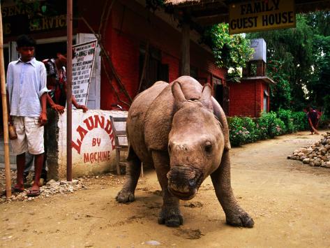 Baby Indian Rhinoceros