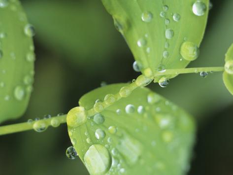 Close View of Foliage and Twisted Stem with Glistening Drops of Dew Photographic Print