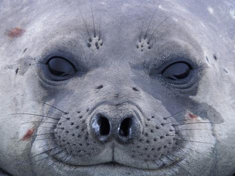 antarctica elephant seals