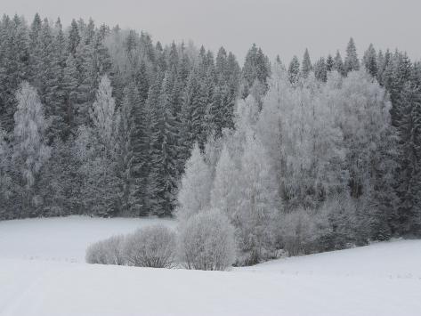 a-cold-forest-of-pine-trees-covered-in-snow-and-frost.jpg