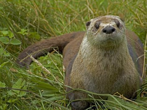 about adult river otters about adult river otters