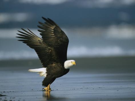 An American Bald Eagle Takes off from the Shoreline Photographic Print ...