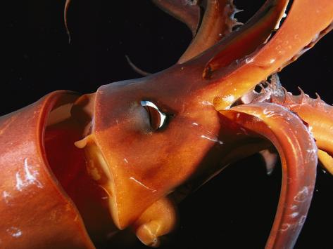 Close View of a Reddish Colored Giant Or Humboldt Squid at Night Photographic Print