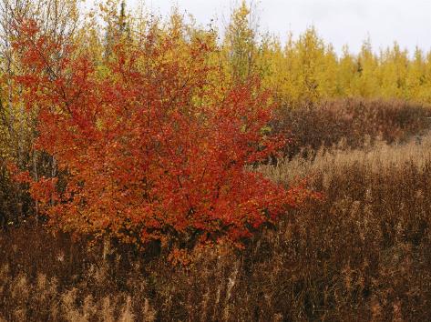 Dwarf Birch