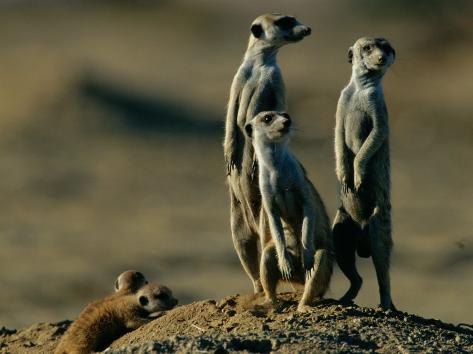 Suricates Stand Alert to Danger with Their Young at Their Feet Photographic 