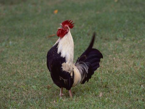 todd-gipstein-a-crowing-rooster-standing-on-a-lawn.jpg
